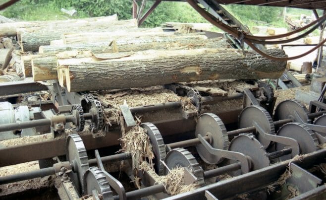 Logs going up the conveyor to the Saw Mill