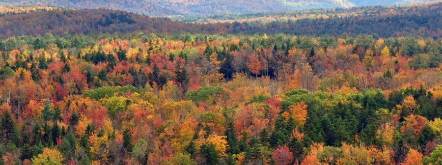 Fall foliage