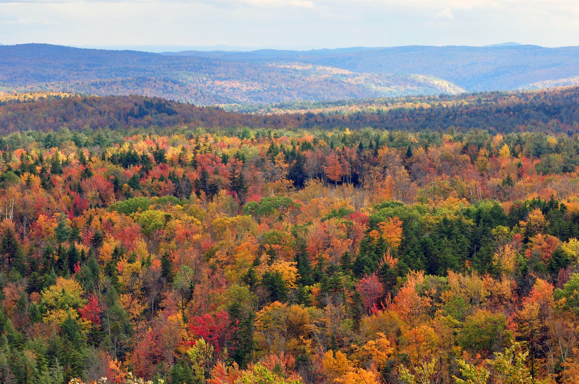 Fall foliage