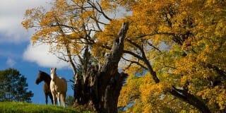 Vermont Foliage Pictures