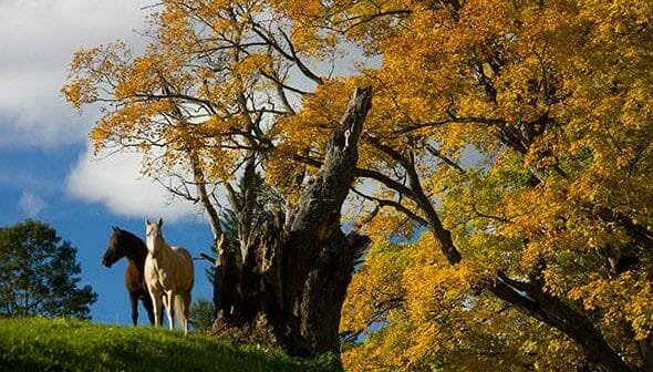 Vermont Foliage Pictures