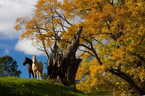 Vermont Foliage Pictures