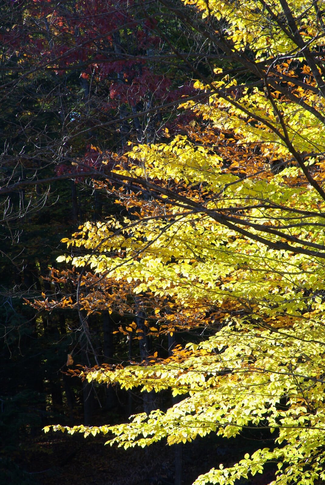 vermont-foliage