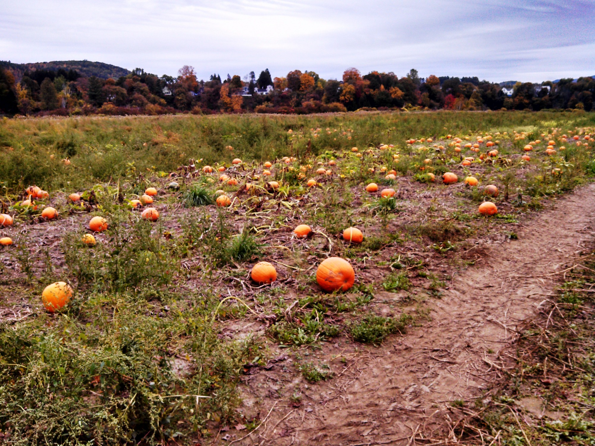 pumpkins-lake-runnemede-paradise-park-windsor-vermont