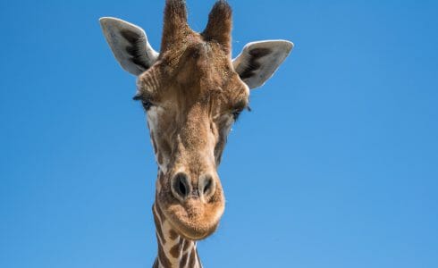 Giraffe