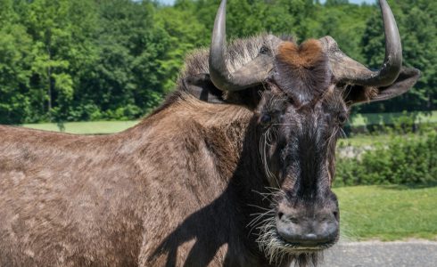 Water Buffalo