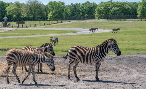 Zebras