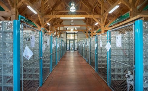 Heavy Timber Trusses and beams in the True Friends Animal Welfare Center in Montrose PA