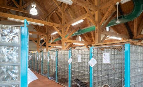 Heavy Timber Trusses and beams in the True Friends Animal Welfare Center in Montrose PA