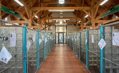 Heavy Timber Trusses and beams in the True Friends Animal Welfare Center in Montrose PA