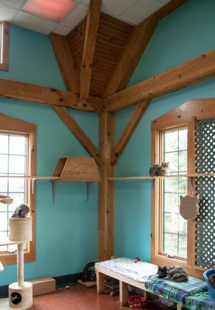 Cat shelter area in the True Friends Animal Welfare Center with Timber Posts and Beams in Montrose, PA